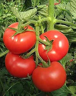 Tomatoes - On the Vine
