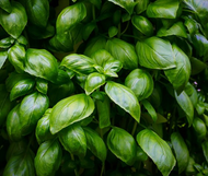 Herbs - Basil