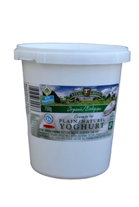 Yogurt - Plain